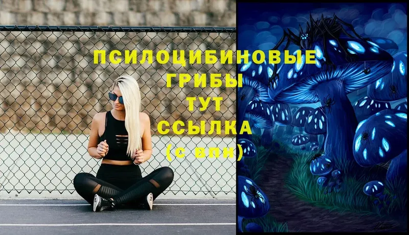 где можно купить наркотик  Болотное  Галлюциногенные грибы Psilocybe 